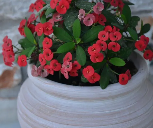 Penzion Sunshine Naxos City