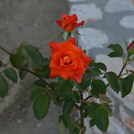 Guest house Sunshine Naxos City