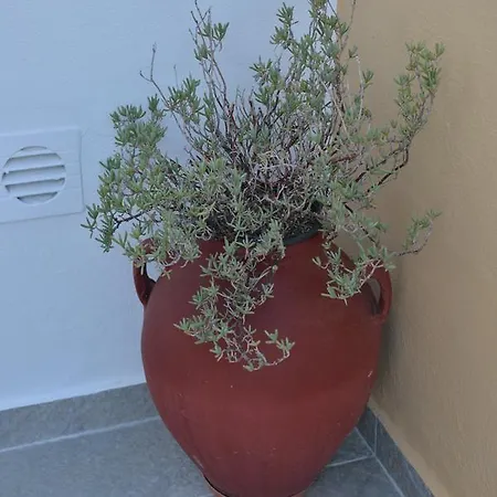 Sunshine Guest house Naxos City