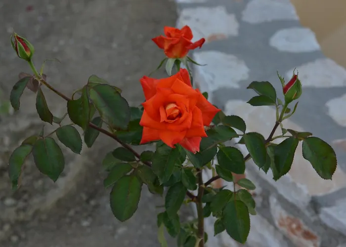 招待所 Sunshine Naxos City